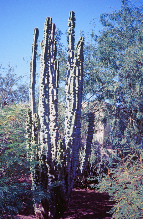 Organ-pipe cactus