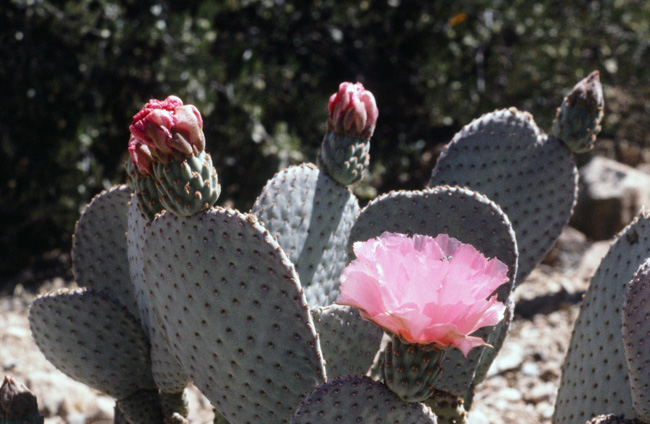 Pink prickly pear