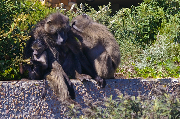 Cape Baboons