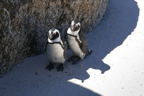Hot penguins