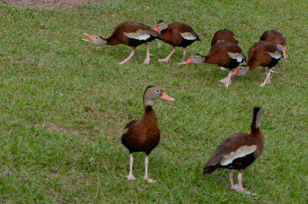 Black-bellied whistling ducks
