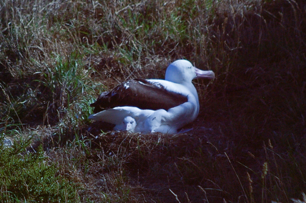 Royal Albatross with chick