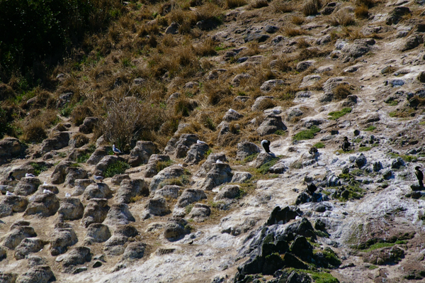 Cormorant Nesting Area
