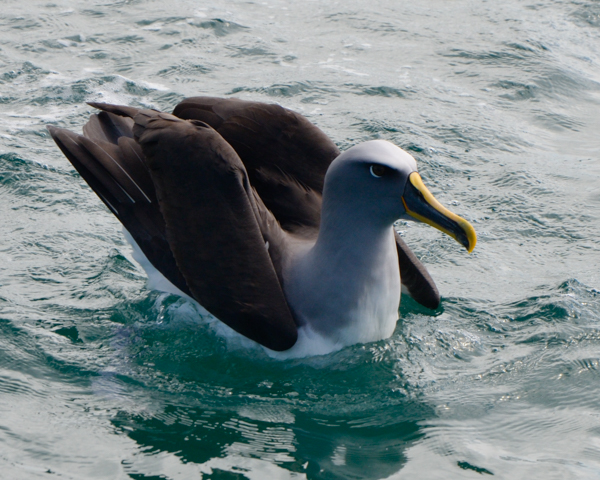 Bullers Albatross, Stewart Island