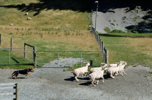 Huntaway dispersing sheep