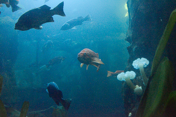 Deep sea habitat