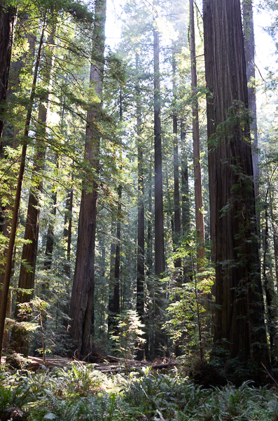 Redwood grove