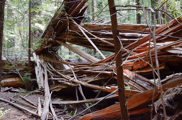 Shattered redwood