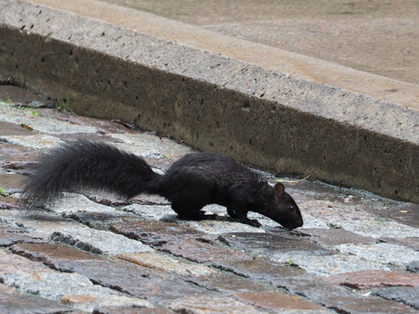 Black squirrels