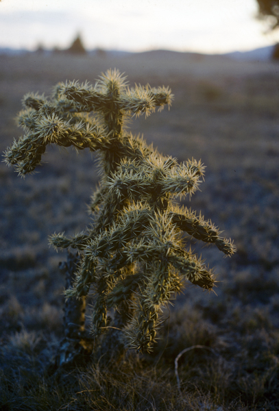 Cholla