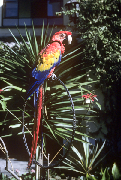 Mexico City Macaw