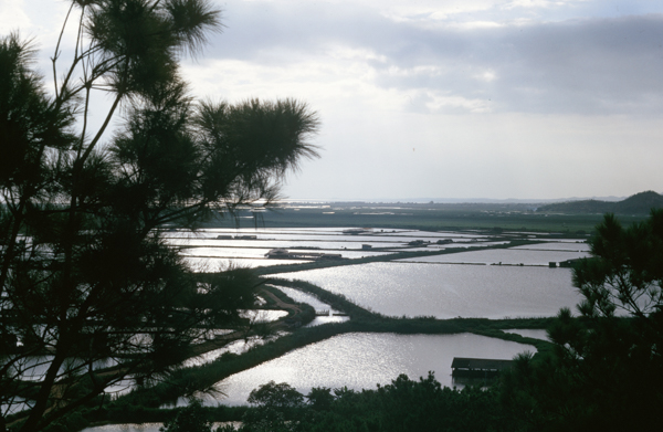 Rice paddies