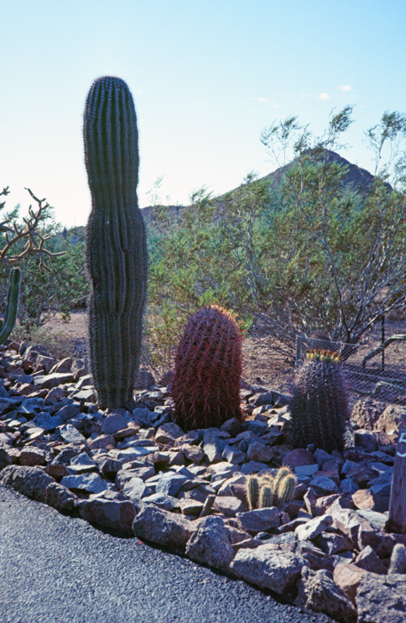 Cacti