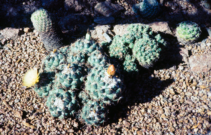 Flowering cactus