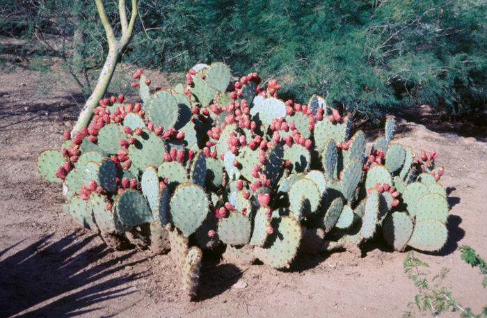 Prickley pear