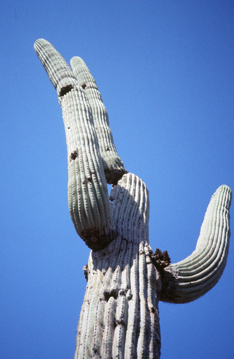 Saguaro