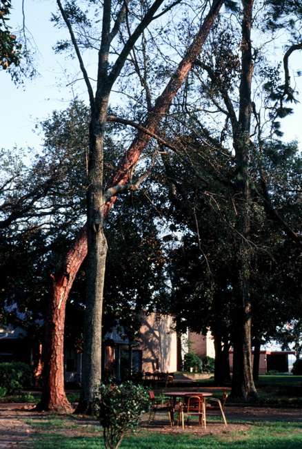 Damaged Tree