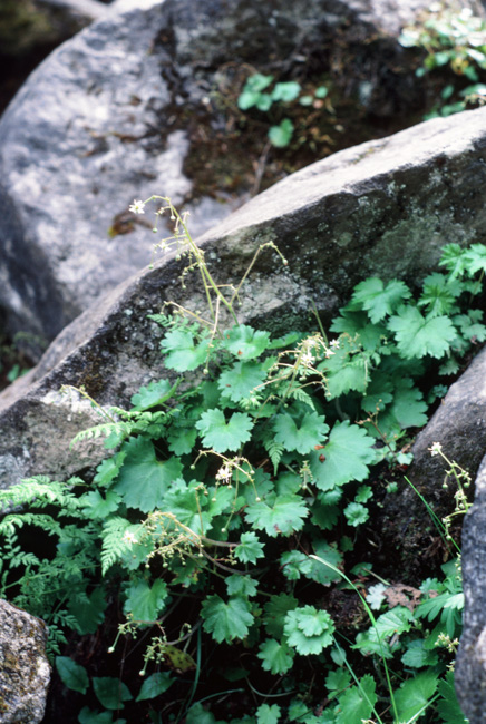 Alpine Heuchera, Skagway, AK