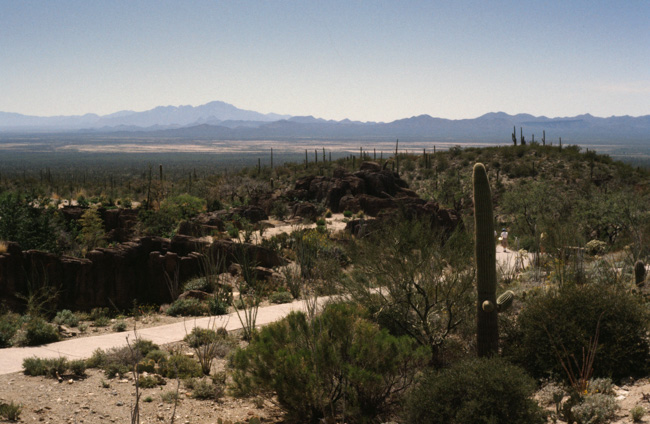 Desert landscape