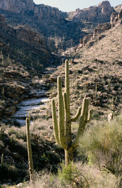 Saguaro