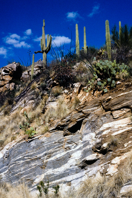 Cactus and rocks