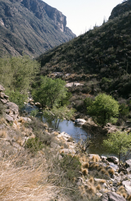 Sabino Canyon