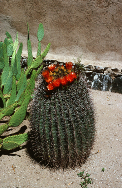 Barrel cactus