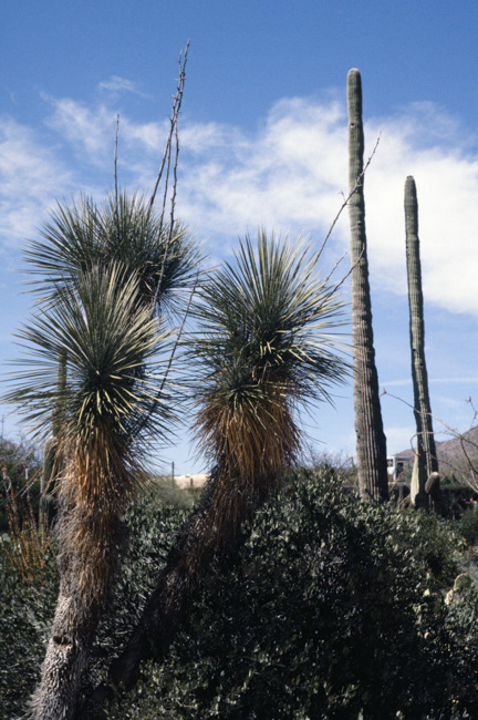 yucca