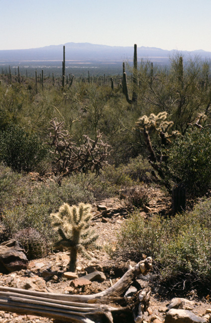 Desert landscape