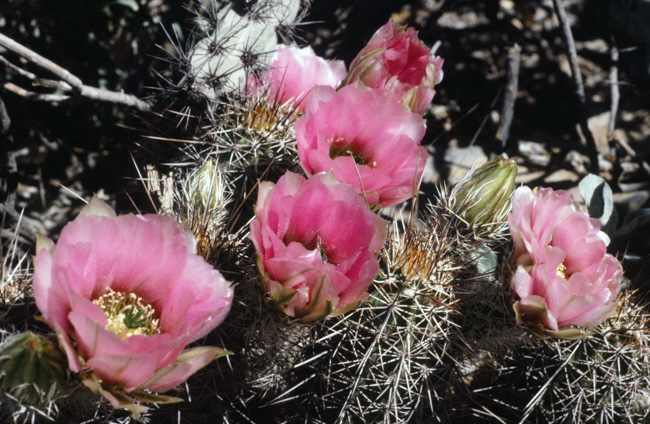 Hedgehog cactus