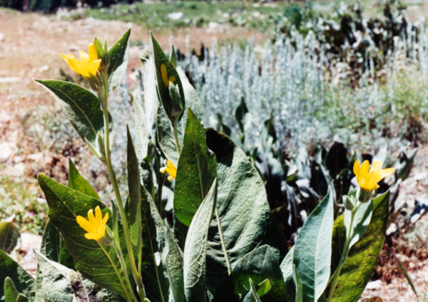 Mule Ears