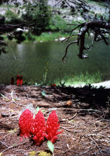 Snow Plant