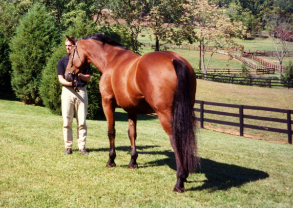 Hanoverian Mare