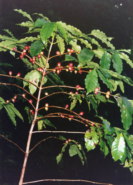 Coffee bush