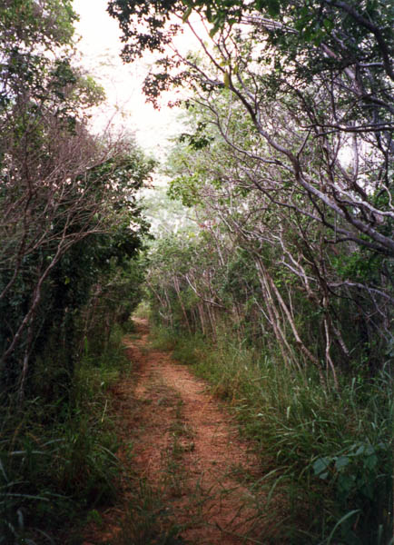 Guanica Dry Forest, PR