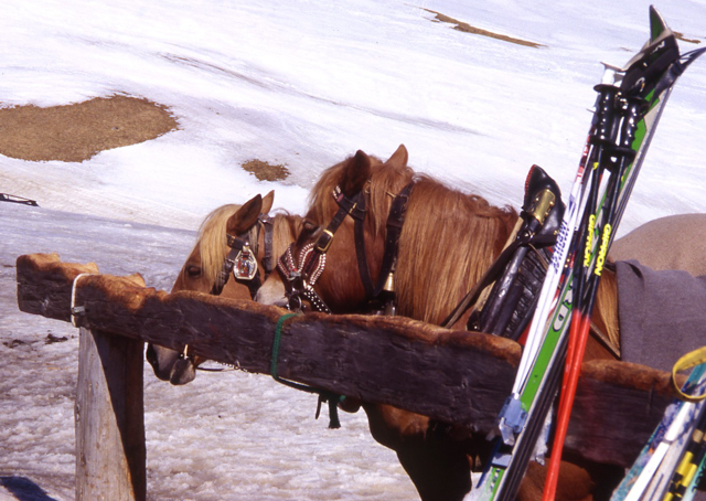 Horses at Seiser Alm