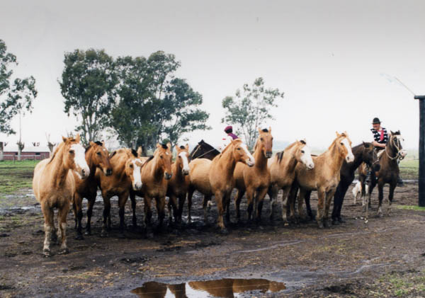 Criollo horses