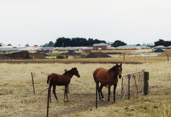 Mare & foal