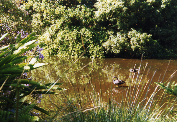 Black Swans