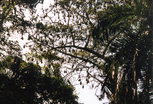 Roosting bats