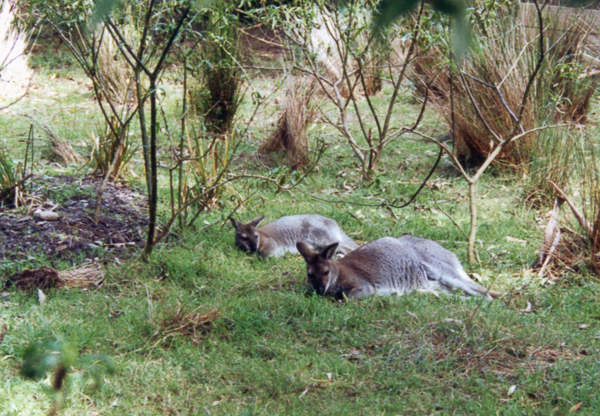 Kangaroos