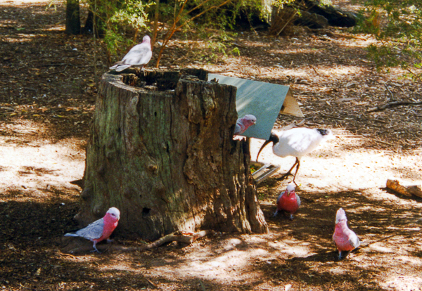 Australian birds