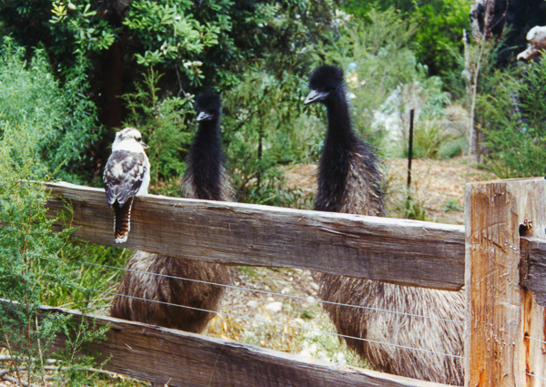Kookaburra and emus