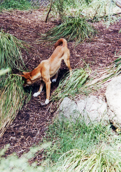 Dingo