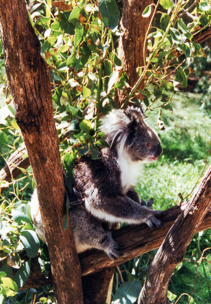 Koala