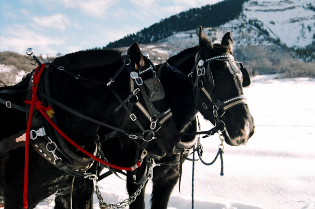 Percherons