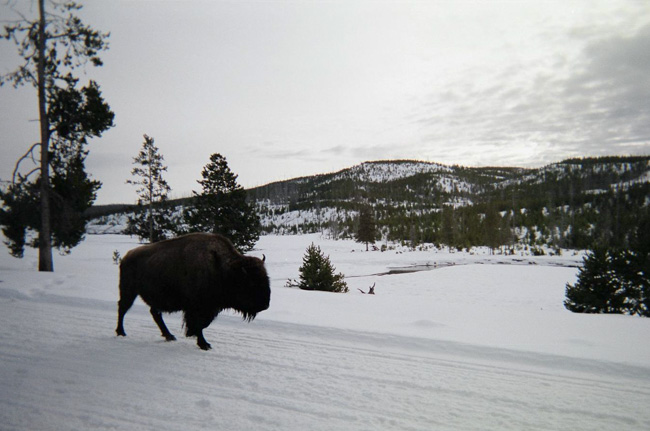 Bison