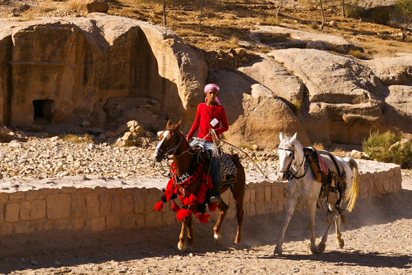 Petra horses