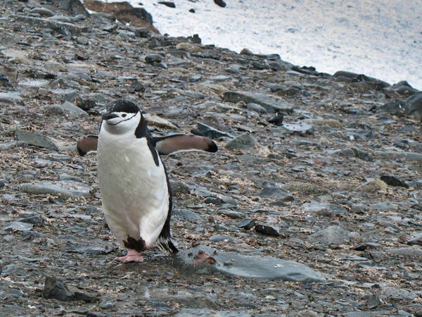 Chinstrap penguin