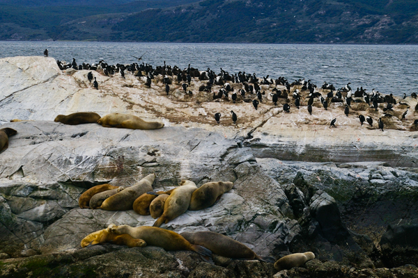 Sea lions and cormorants